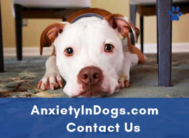 Anxiety In Dogs - Contact Us - Page Image