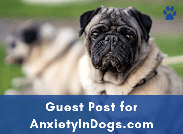 Anxiety In Dogs - Guest Post - Page Image