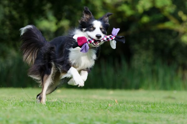 Exercise For Anxiety In Dogs Exercise For Anxiety In Dogs