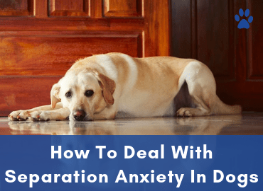 How To Deal With Separation Anxiety In Dogs - Post Image