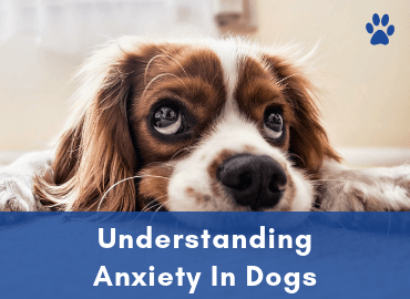 Understanding Anxiety In Dogs - Page Image