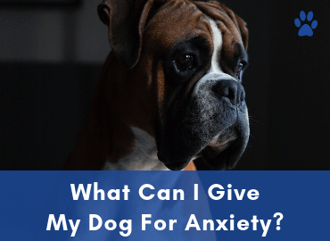 Anxiety In Dogs - What Can I Give My Dog For Anxiety - Post Image