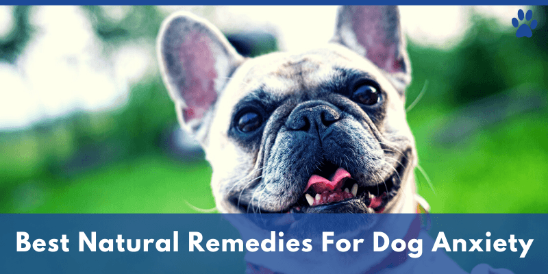 Best Natural Remedies For Dog Anxiety Best Natural Remedies For Dog Anxiety