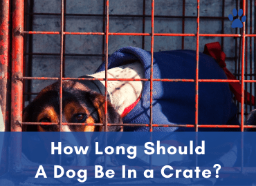 How Long Should A Dog Be In a Crate - Post Image