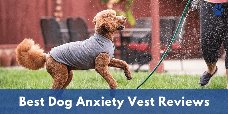 Best Dog Anxiety Vest Reviews