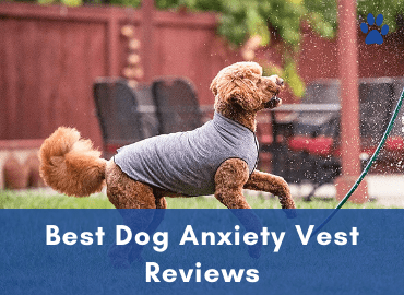 Best Dog Anxiety Vest Reviews