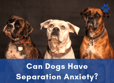Can Dogs Have Separation Anxiety - Post Image