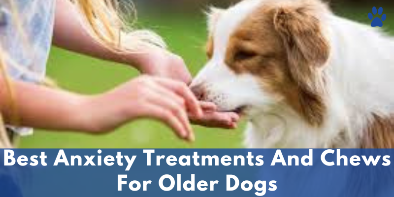 Best Anxiety Treatments And Chews For Older Dogs