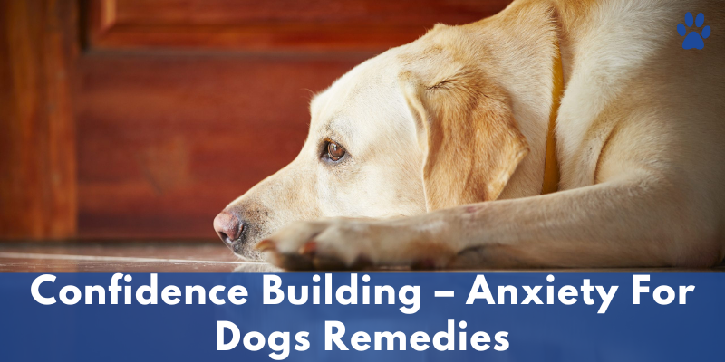 Confidence Building – Anxiety For Dogs Remedies