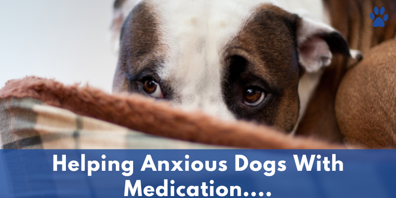 Helping Anxious Dogs With Medication, Supplements, Lifestyle Changes And More