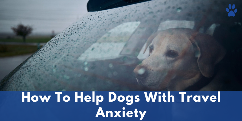 How To Help Dogs With Travel Anxiety