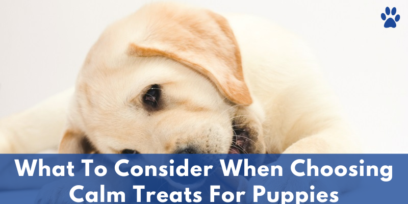 What To Consider When Choosing The Best Calm Treats For Dogs And Puppies