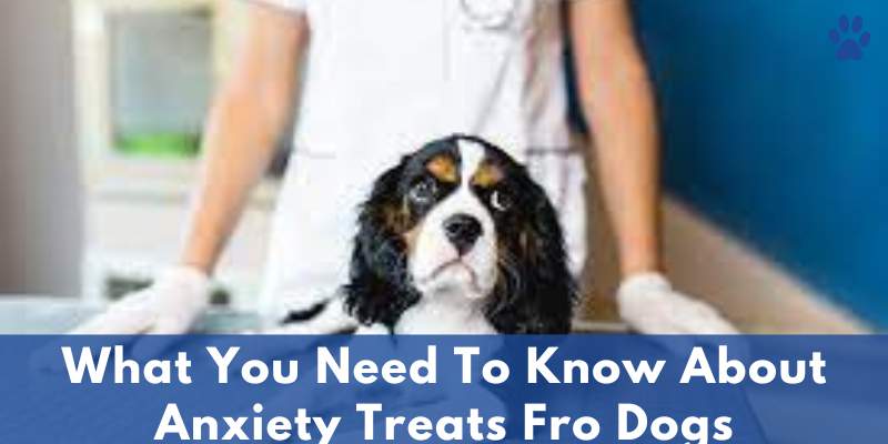 What You Need To Know About Anxiety Treats For Dogs